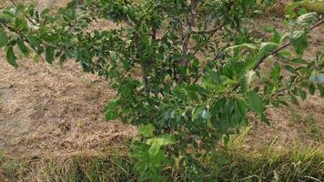 ciruela fruta planta agricultura campo video