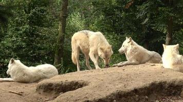 Arctic wolf Canis lupus arctos, also known as the white wolf or polar wolf video