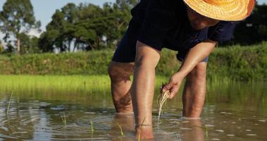 Slow motion shot, young adult farmer male wearing blue shirt and straw hat is planting young rice in the field video