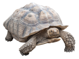 tortuga grande aislada png