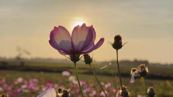 Blume bei Sonnenuntergang video