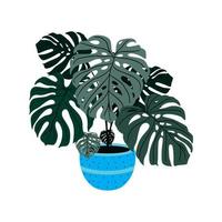 Vector illustration of Ceriman Monstera Deliciosa ornamental plant. white background