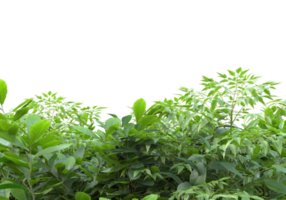 folhagem realista isolada em fundo transparente. renderização 3D - ilustração png