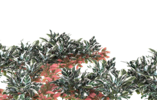 folhagem realista isolada em fundo transparente. renderização 3D - ilustração png