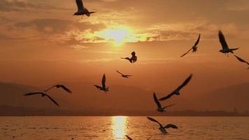animal pássaro gaivotas voando no pôr do sol video