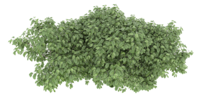 floresta realista isolada em fundo transparente. renderização 3D - ilustração png