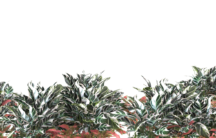 folhagem realista isolada em fundo transparente. renderização 3D - ilustração png