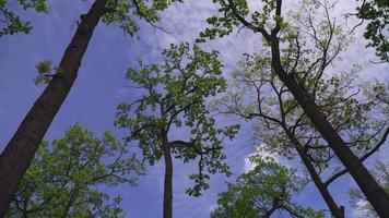 Bottom up view of lush green foliage of trees with afternoon sun video