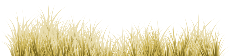 bruin gras. droog gras png
