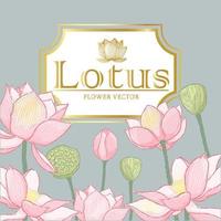 Vector hand drawn lotus flower and gold frame