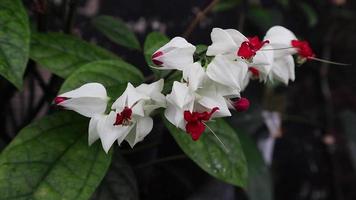 nona makan senhor, Clerodendrum thomsoniae, flor florescendo estação video