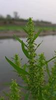 Strange forms of nature free video