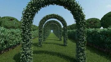 Animé métrage de en marchant vers une plante Cadre ruelle dans une parc video