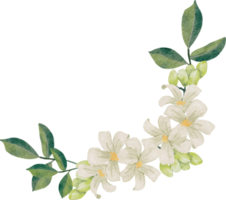 vattenfärg vit murraya orange jasmin blomma bukett krans ram png