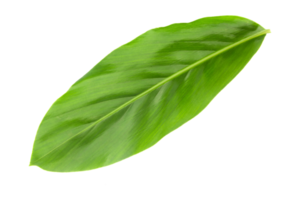 fresco verde galangal folhas isolado em transparente fundo verde plantar png