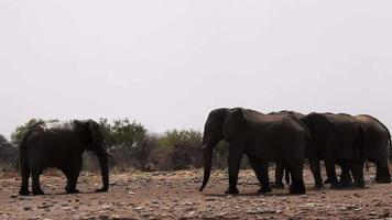 mehrere männlich Elefanten sich ausruhen beim ein Wasserloch. einer Elefant Blätter das Ort. video
