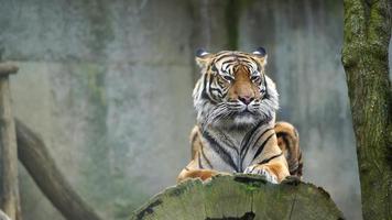video van sumatran tijger in dierentuin