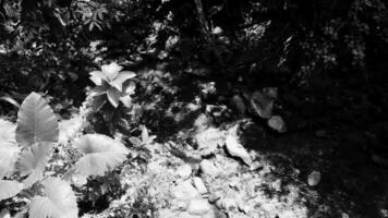 Tropical nature with river waterfall palm trees in jungle forest Thailand. video