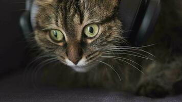 Lovely tabby domestic cat in headphones listens to music and shakes his head to the beat. Funny video
