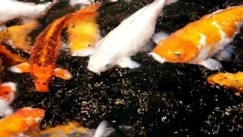 Koi fish pond, beautiful, nature, vivid. video