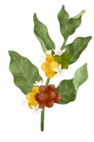 Coffee tree watercolor illustration. png