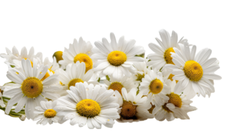 mooi beeld van vers madeliefjes bloemen Aan transparant achtergrond. generatief ai. png