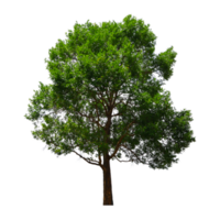 boom op transparante achtergrond png