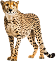 gepard png med ai genererad.