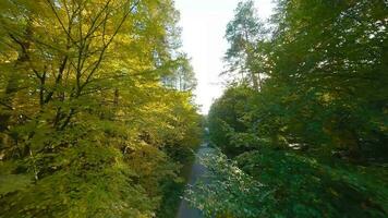 Antenne Aussicht von das Herbst Wald in der Nähe von das Straße entlang welche das Autos sind Fahren. glatt Flug schließen zu Geäst mit Gelb Laub beim Sonnenuntergang video