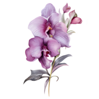 bellissimo acquerello tailandese rosa viola orchidea fiore, ai generativo png