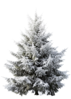 Kerstmis boom PNG met ai gegenereerd.