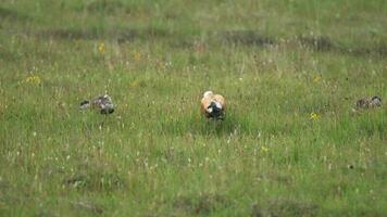 Wild Ruddy Shelduck Bird Family With Parents and Young Cubs in Natural Meadow video
