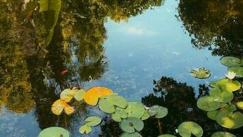 Lotus Blumen und Blätter auf See Wasser video