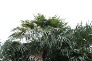 palma árbol con verde hojas y hojas png