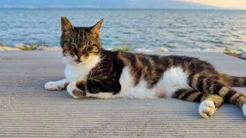 Stray Cat Sitting on Concrete Ground video