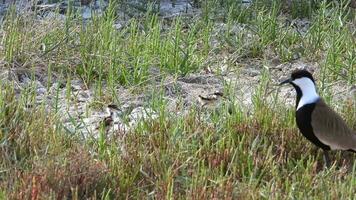 Parents And Baby Chicks in The Lapwing Birds Family video