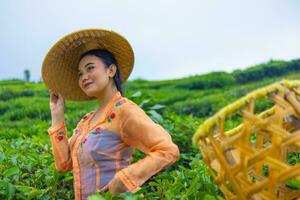 a Javanese woman is looking after her tea garden when she wears an orange dress photo