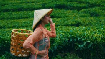 a tea picker walking into a tea garden while carrying a bamboo basket video