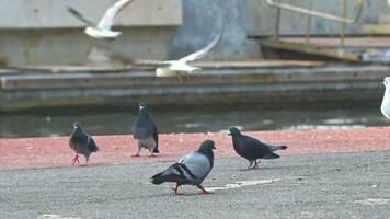 Seagull Birds on Concrete Floor Near Water Canal Footage. video