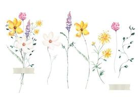 Watercolor wild flower bouquet.Botanical floral.Herbs, weed, wild plants, blooming flower. vector