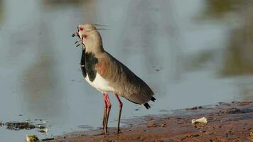 oiseau vanneau sud adulte video