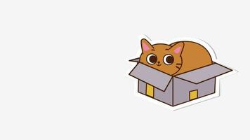mignonne chat à l'intérieur le boîte video