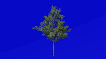 Tree Animation - japanese maple - fullmoon Maple - downy japanese maple - acer japonicum - green screen chroma key - A3 summer spring video