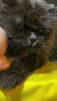 Portrait funny animals of a funny cat puppy, cat are attractive and charming, Is a funny cat or puppy, Pet are funny cat or puppy, pet funny animals. It is a playful, pet and is a favorite video
