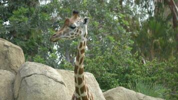 Giraffe im Zoo video