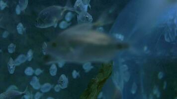 Schule von Fisch Schwimmen im groß Aquarium video