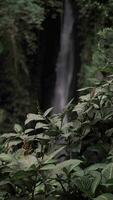 cascada en el indonesio selva en bali vertical video. video