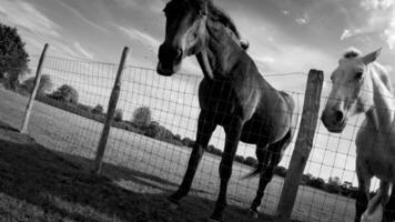 equestre beleza majestoso cavalo dentro uma verde pasto video