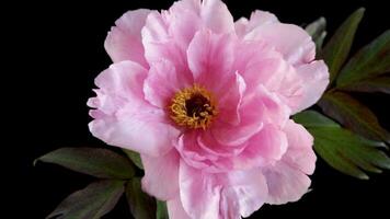 magnifique rose gros arbre pivoine fleur isolé sur noir Contexte video