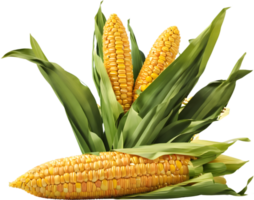 Mais raccolto, Mais agricoltura, Mais piantare, ai generativo png